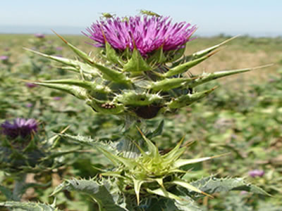 máriatövis