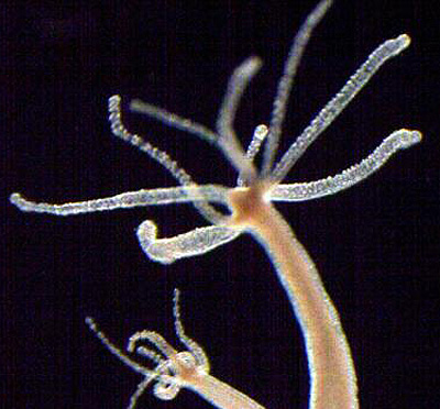 hydra magnipapillata