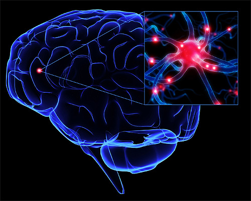 idegsejtek neuronok