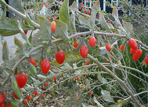 goji bogyó