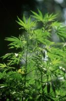 kannabisz
