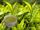 zöld tea