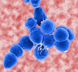 streptococcus