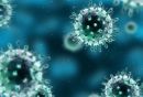 HPV vírusok