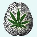 kannabisz agykárosodás