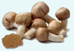 agaricus blazei