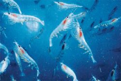 krill rákok