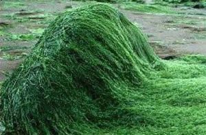 spirulina alga